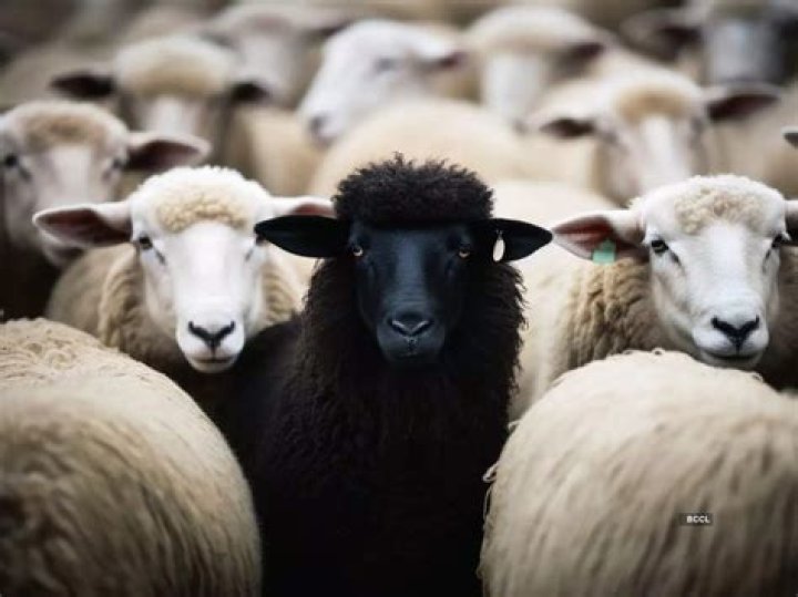 Unveiling The Truths And Treasures Of Being The Black Sheep